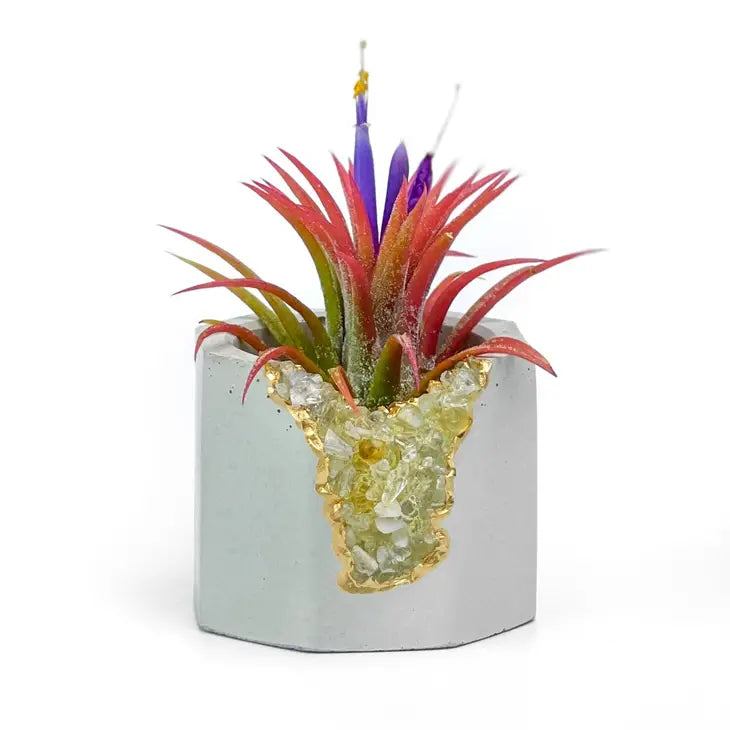 Crystal Air Plant, Small Plant or treasure Holder - Geode Planter Pot FB3190