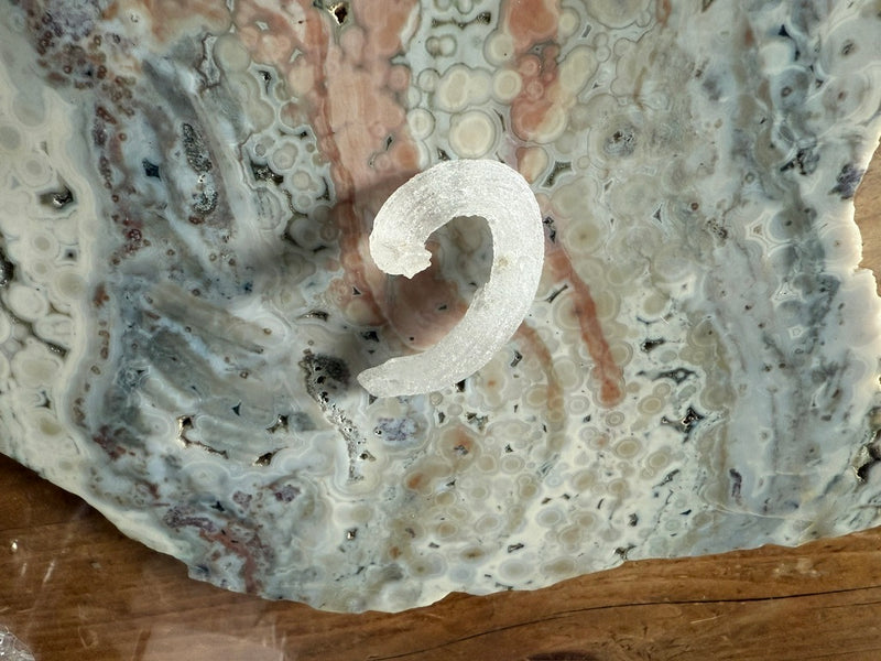 Ram's Horn Selenite FB1508 🐏