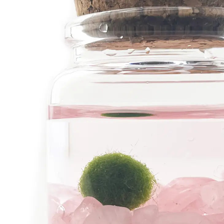 Moss Living Plant in Water / Glass Jar with Assorted Stones FB3331