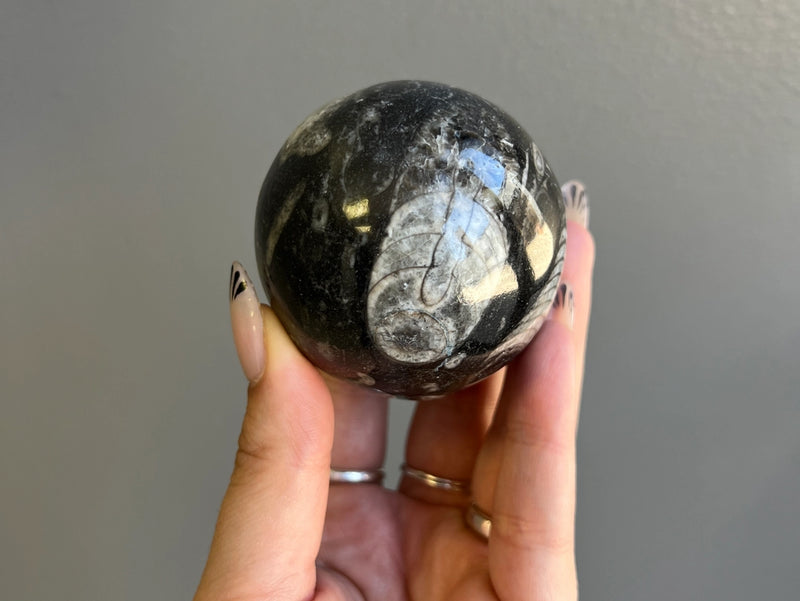 Orthoceras Polished Sphere from Morocco FB2035