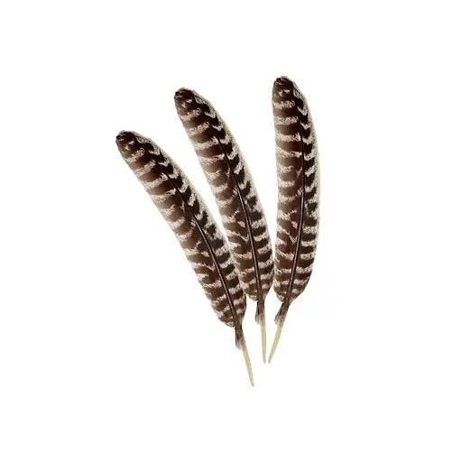 Turkey Feather for Smudging FB2591 🪽