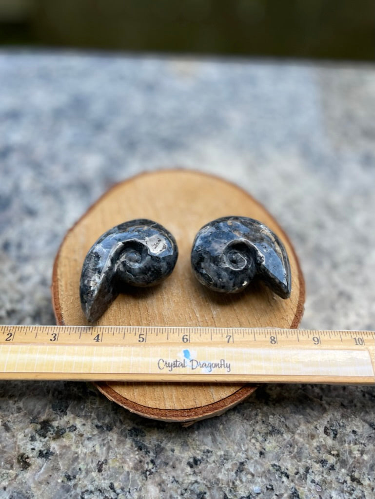 Larvikite Carved Shell, beautiful silvery flash, FB2713