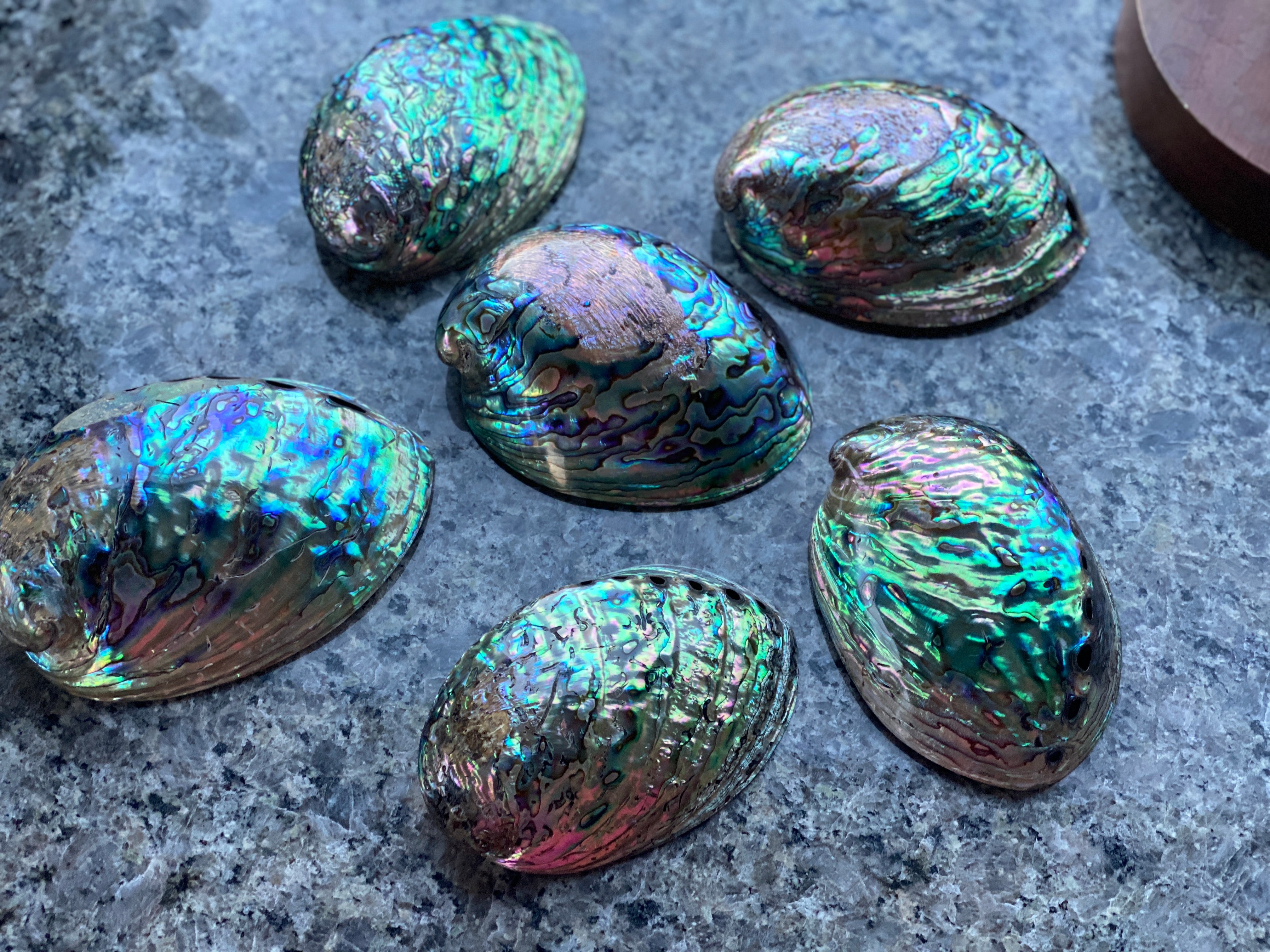 Abalone Shell