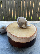 Agate Geode Drusy Carved Snail FB1055 π