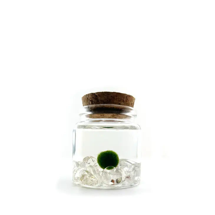 Moss Living Plant in Water / Glass Jar with Assorted Stones FB3331