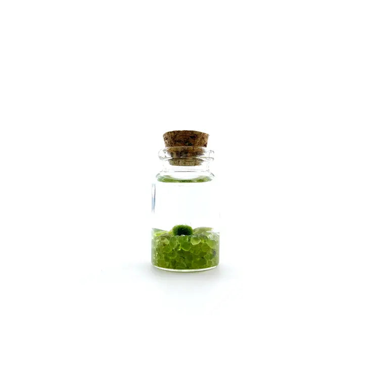 Moss Living Plant in Water / Glass Jar with Assorted Stones FB3331