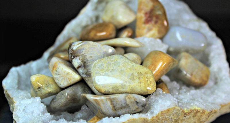 Tumbled Agatized Coral, FB1144