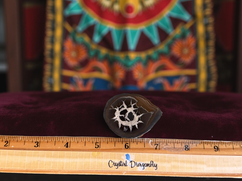 Septarian  Dragon Stone Polished Nodule Slab for balance and tranquility FB1746 💛