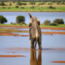 Brass Elephant Mini Totem / Spirit Animal Figurine FB1625 🐘