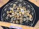 Tumbled Leopardskin Jasper for animal bonding, vitality, and healing FB1293