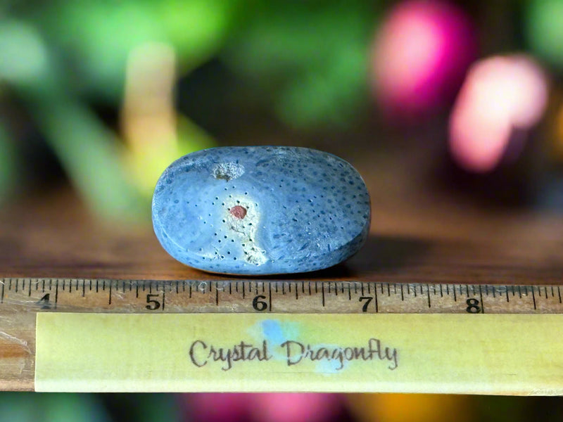 Blue Fossilized Coral Palm Stone FB2680