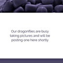 Green Fluorite Owl Totem / Spirit Animal, Wisdom, Patience FB2562 🦉