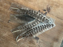 Turkey Feather for Smudging FB2591 🪽