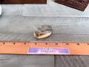 Tumbled Polished Large Citrine, Natural - Stone of Success, Harmony & Cheerfulness FB1473