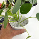 Chakra Gemstone Chips, Set of 7 Pouches FB3224 💗🌟💗