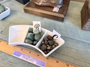 Tumbled Dragon Blood Jasper, A Quality from Australia FB1051