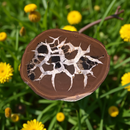 Septarian  Dragon Stone Polished Nodule Slab for balance and tranquility FB1746 💛