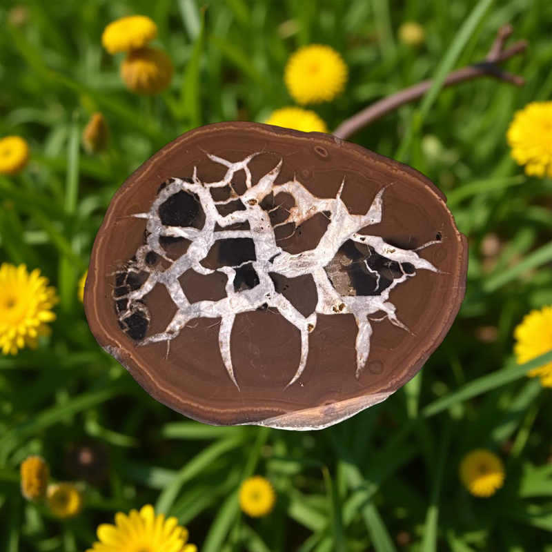 Septarian  Dragon Stone Polished Nodule Slab for balance and tranquility FB1746 💛