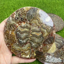Ammonite Mosaic Round Display Base / Coaster FB2440 🦚