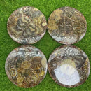Ammonite Mosaic Round Display Base / Coaster FB2440 🦚