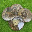 Ammonite Mosaic Round Display Base / Coaster FB2440 🦚