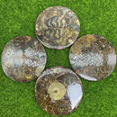 Ammonite Mosaic Round Display Base / Coaster FB2440 🦚