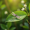 Brass Dragonfly Figurine FB1695 🌸💜🌸