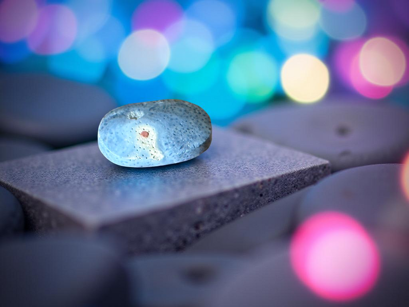 Blue Fossilized Coral Palm Stone FB2680