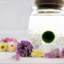 Moss Living Plant in Water / Glass Jar with Assorted Stones FB3331