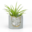 Crystal Air Plant, Small Plant or treasure Holder - Geode Planter Pot FB3190