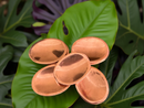 Copper Worry Stones, known as Lucky Metal FB2192 🧡