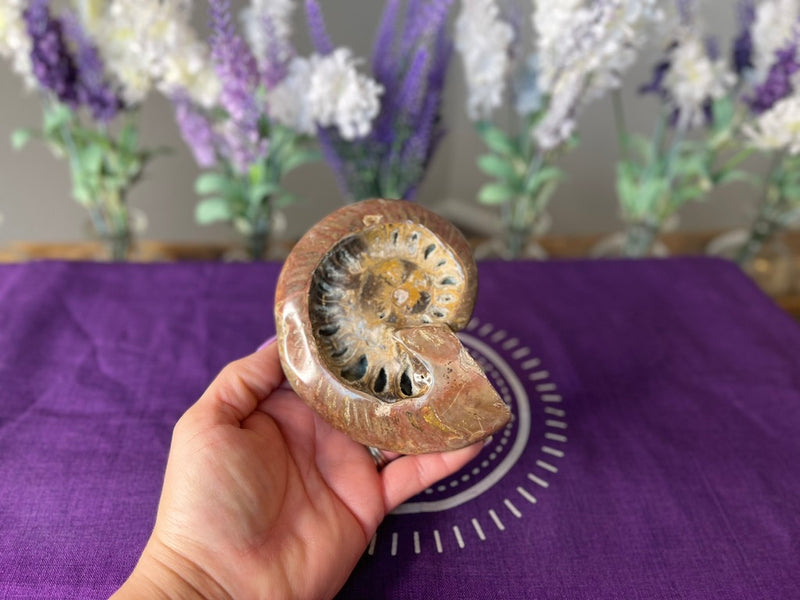 Ammonite for power and energy FB1182