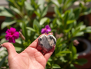 Crysanthemum Stone Unique Heart FB2932 🦜