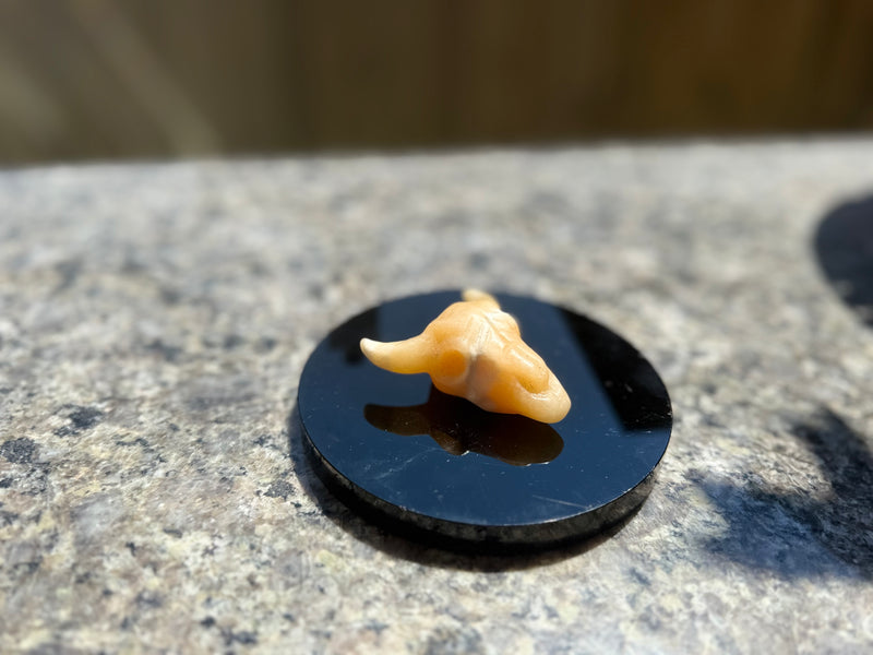 Steer Skulls with Horns, Orange Calcite or Yooperlite FB2313 🧡