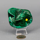 Malachite Freeform Polished Premium Pieces 💚 CD-10395