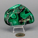 Malachite Freeform Polished Premium Pieces 💚 CD-10395