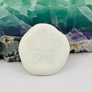 Sand Dollar Shells FB1164 💜🧡💚