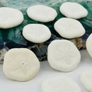 Sand Dollar Shells FB1164 💜🧡💚