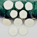 Sand Dollar Shells FB1164 💜🧡💚