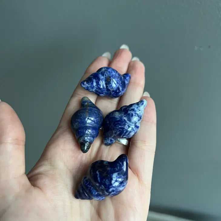 Sodalite Shell Carving intuition, growth, awareness FB3343