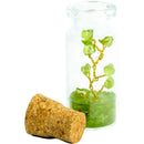 Tree of Life in a Bottle, Assorted Gemstones FB2305 🍃🪷🍃