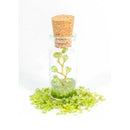 Tree of Life in a Bottle, Assorted Gemstones FB2305 🍃🪷🍃