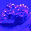 Yooperlite "Bowl" Skull FB3224 🦋