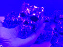 Yooperlite "Bowl" Skull FB3224 🦋