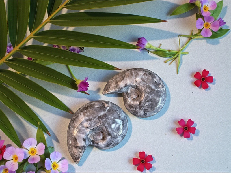 Larvikite Carved Shell, beautiful silvery flash FB2713 🐚