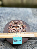 Amphibole / Angel Quartz Mini Natural Points from Brazil - Set of 5 - FB2630