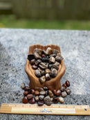 Tumbled Petrified Wood for Patience & Grounding and overcoming obstacles