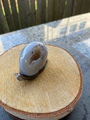 Agate Geode Drusy Carved Snail FB1055 🐚