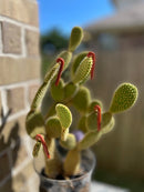 Red Jasper Winter / Santa Hat, Boots or Candy Cane FB2360
