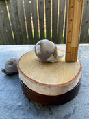 Agate Geode Drusy Carved Snail FB1055 🐚